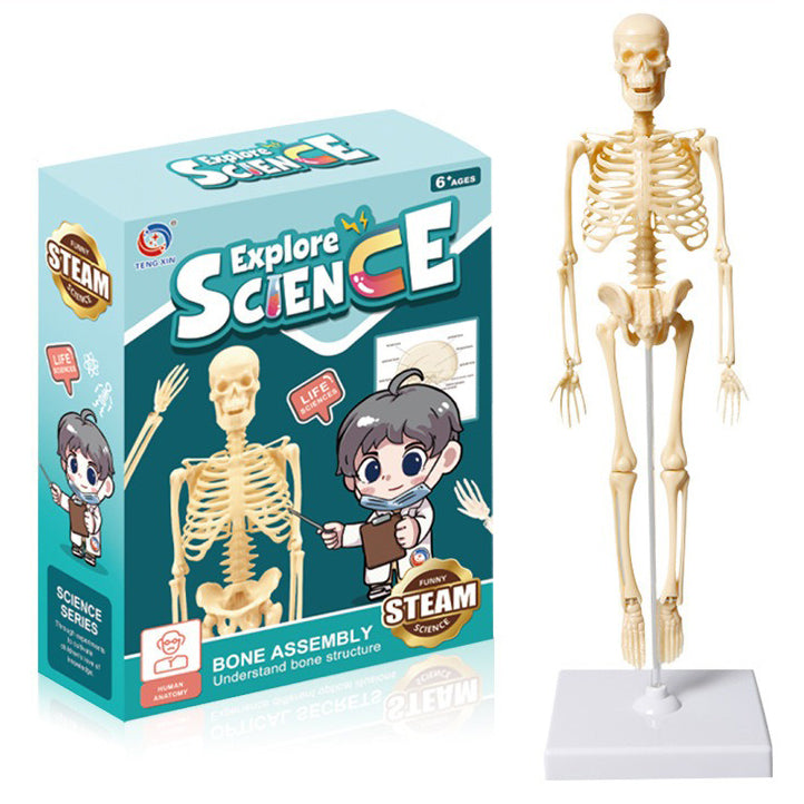 3d Human Body Torso Model for Kid Anatomy Model Skeleton