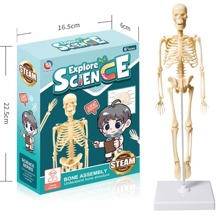 3d Human Body Torso Model for Kid Anatomy Model Skeleton