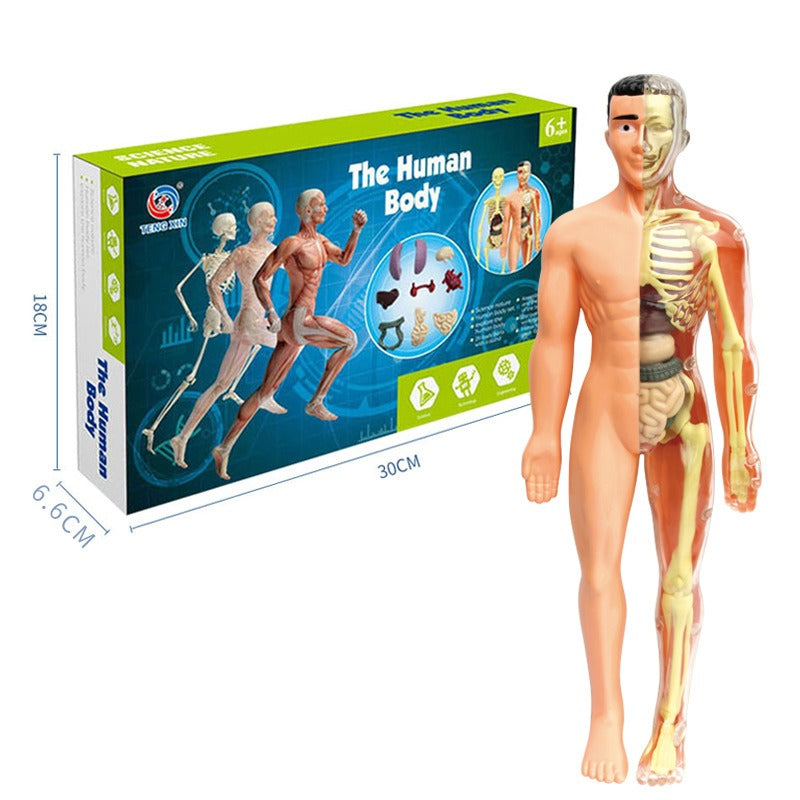 3d Human Body Torso Model for Kid Anatomy Model Skeleton