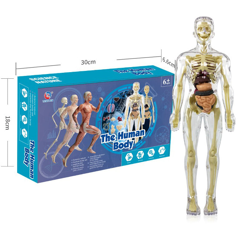 3d Human Body Torso Model for Kid Anatomy Model Skeleton