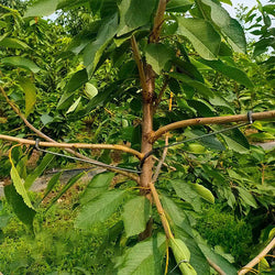 Fruit Tree Branch Spreader(40pcs)